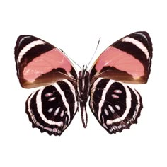 a pink and black butterfly with white stripes