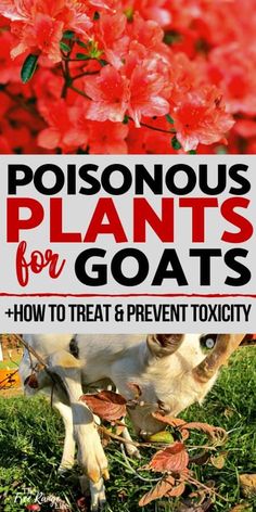 a white cow standing on top of a lush green field next to red flowers and text that reads, poisonous plants for goats how to treat & prevent oxiciy