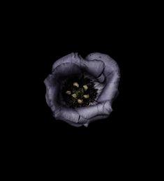 a flower that is sitting in the dark