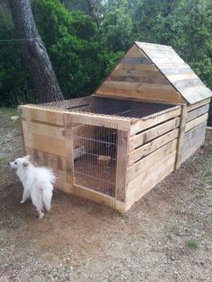 a white dog is standing in front of a wooden chicken coop