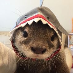 an animal wearing a shark hat on top of it's head and looking at the camera