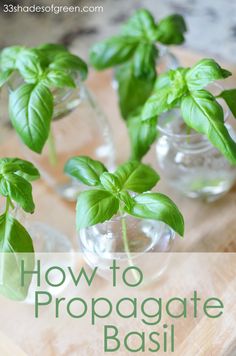 small glass vases filled with green plants on top of a cutting board next to the words how to propagate basil