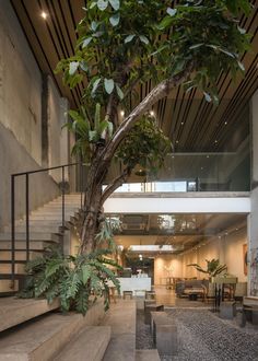 a tree in the middle of a room with stairs and plants on either side of it