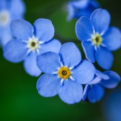 small blue flowers with yellow centers are in the foreground, and dark green background