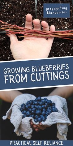 the cover of growing blueberries from cuttings practical self reliance for gardeners and homeowners