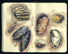 an open book with shells drawn in watercolor and ink on paper, showing the inside pages