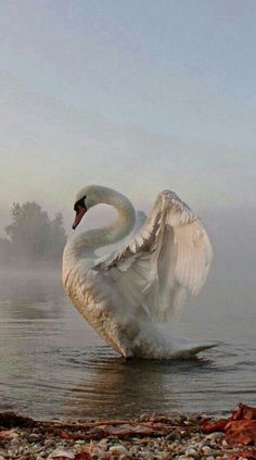 a swan is swimming in the water on a foggy day with its wings spread out