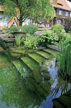 an outdoor pond surrounded by trees and plants