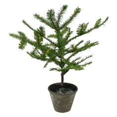 a small pine tree in a pot on a white background