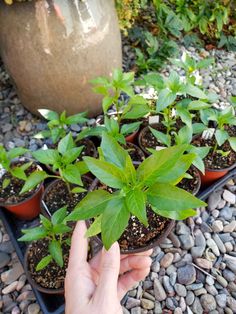 someone is holding up some plants in small pots on the graveled ground with rocks around them