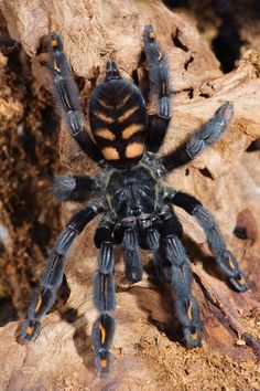 a black and orange spider sitting on top of a rock