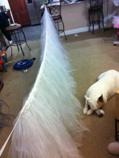 a dog is laying on the floor next to a long white piece of cloth that has been blown over