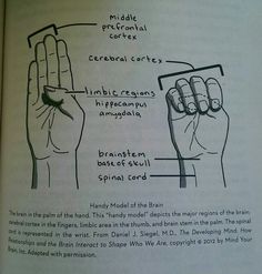 Handy model of the brain by Dr Daniel J Siegel Neuro Psychology, Lcsw Supervision, Hand Energy, Model Of The Brain, James Lange Theory Of Emotion, Psychology Brain Structure, Daniel Siegel, Daniel Goleman Emotional Intelligence, Atraction Law