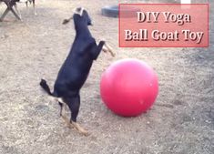 a dog is playing with a ball in the yard