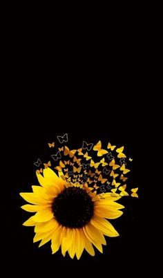 a sunflower with many butterflies flying around it on a black background, in the dark