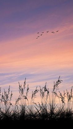 the birds are flying high in the sky above the tall grass at sunset or dawn