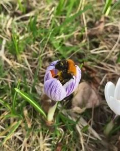 a bee sitting on top of a purple flower next to a white flower in the grass