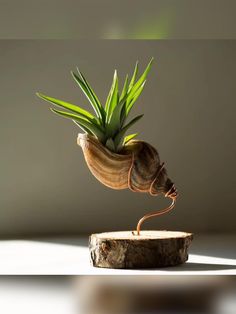 a small plant is growing out of a piece of wood