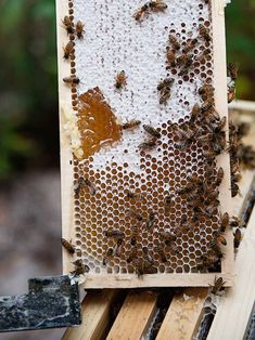 a beehive filled with lots of bees sitting on top of a wooden frame