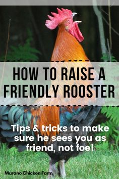 a rooster with the words how to raise a friendly rooster tips and tricks to make sure he sees you as friend, not fool