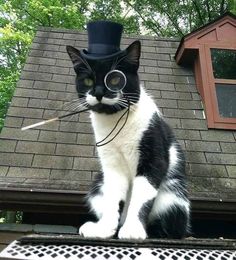 Wojskowy Humor, Character Vibes, Steampunk Tendencies, Steampunk Cat, Art Steampunk, Animal Hats