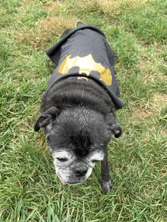 a small black dog wearing a batman shirt on top of green grass and looking up at the camera