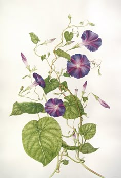 a drawing of purple flowers and green leaves