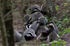 a group of raccoons are huddled together on the ground near some trees and bushes