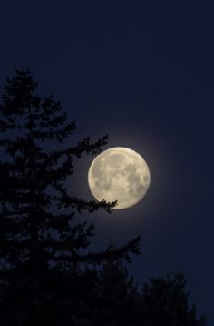 the full moon is seen through some trees