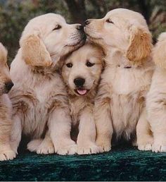 five puppies are huddled together in a group and one is rubbing its head against the other