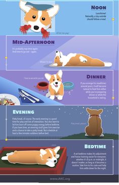 the different types of dogs that can be seen in this infographtion poster, which shows