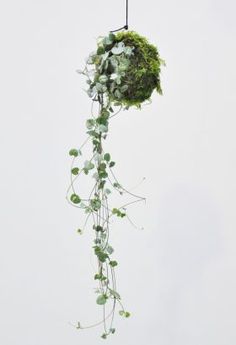 a plant hanging from a wire with green leaves and ivys on it's side