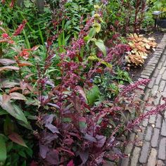 the garden is full of colorful plants and flowers