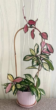 a potted plant with pink and green leaves in front of a wallpapered background