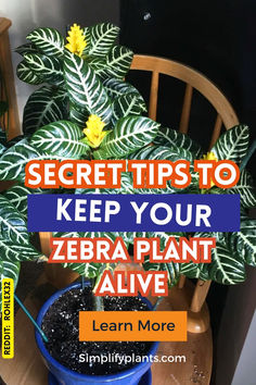 a potted plant with the words secret tips to keep your zebra plant alive learn more