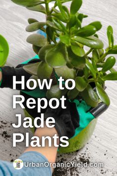 how to reppot jade plants in containers