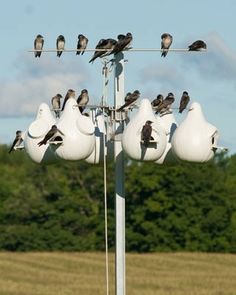 a flock of birds sitting on top of a white light pole next to a field