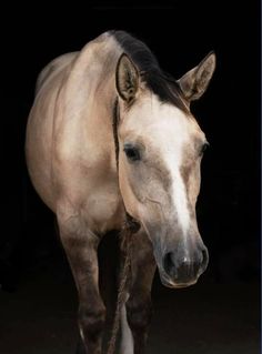 a white and brown horse standing in the dark