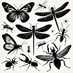 black and white insect silhouettes are shown in this image, with different types of insects