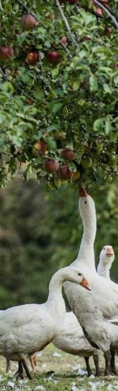 three geese are standing under an apple tree