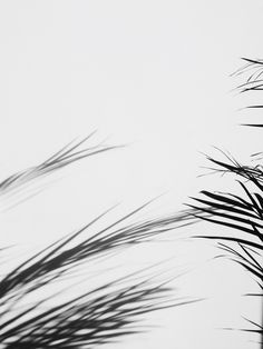 black and white photograph of the top of a palm tree