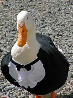 a duck wearing a black and white dress with a bow on it's head