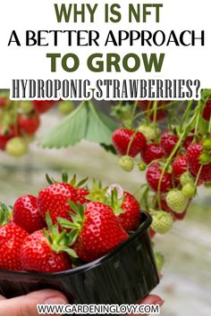 strawberries in a bowl with text overlay saying why is nf a better approach to grow hydroponic strawberries?