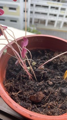 a potted plant that is sitting on a window sill with dirt in it