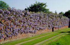 purple flowers are growing on the side of a brick wall in front of green grass