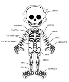 a diagram of the skeleton and its parts