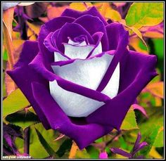 a purple and white rose with green leaves in the background