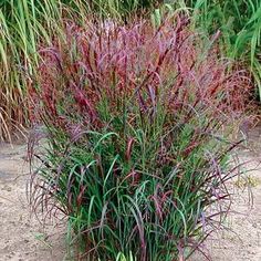 some purple plants are in the sand by some grass and bushes with red leaves on them