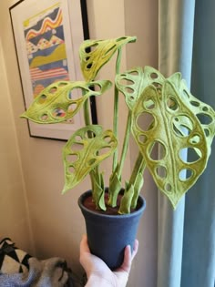 a person holding a potted plant in their hand