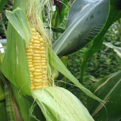 an ear of corn on the cob with green leaves in the foreground and another plant in the background